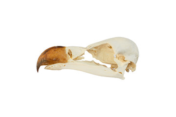 Fototapeta premium Skull griffon vulture head with white background