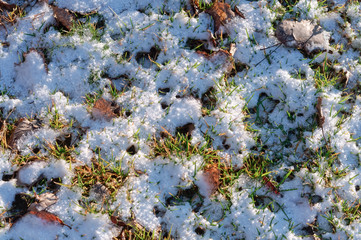 Melted snow in the spring. The first snow on the grass.
