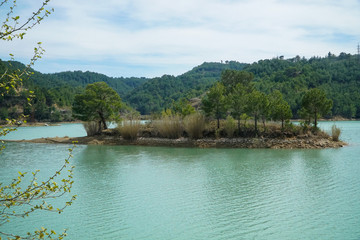 tree in the water - manavgat river