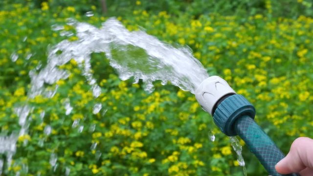 Watering flowers in garden. Hand holds a garden hose pipe.