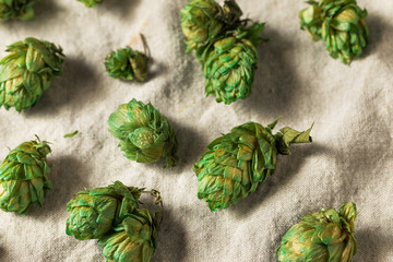 Raw Green Organic Fresh Beer Hops