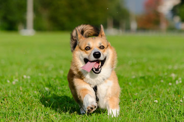 Young energetic welsh corgi pembroke is running. Corgi with a long tail. How to protect your dog from overheating. Dog is getting thirsty.