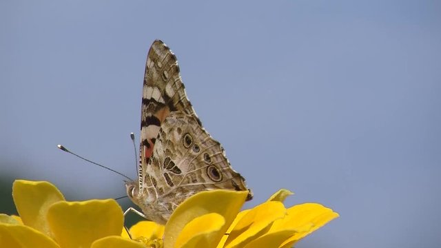 Ein Distelfalter auf einer gelben Zinnienbl&uuml;te