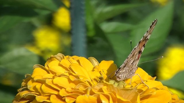 Ein Distelfalter (Schmetterling) krabbelt auf einer gelben Zinnienbl&uuml;te