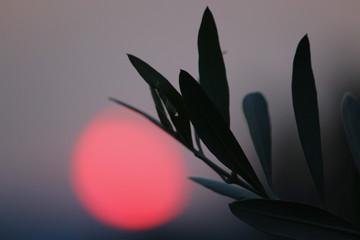 olive tree in sunrise