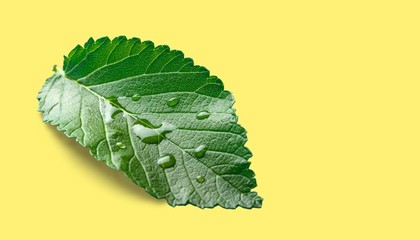 Kratom.