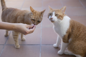 Two cats eating from the hand of a girl