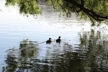 ducks on the lake