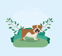 cute bulldog dog pet in the camp
