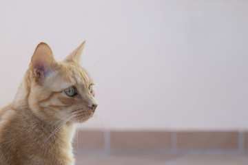 Close-up of a cat with the lost look