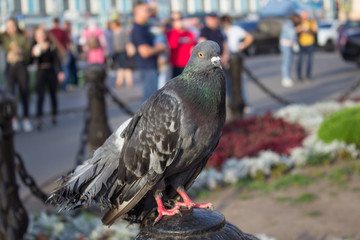 Obraz premium Large pigeon in the Park close-up