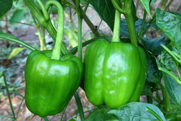 green pepper or bell pepper on plant growing in garden,ready to harvest 