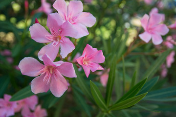 gently pink flowers on a bright sunny day