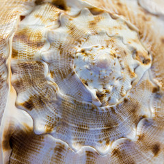 Sea Shell Close Up Textured Macro background selectiv focus