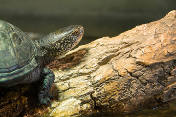 Tree turtle crawls on tree trunk. Tree turtle