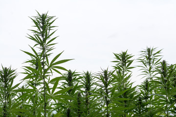 canabis on marijuana field ganja farm sativa leaf weed medical hemp hash plantation cannabis legal...