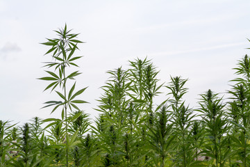 canabis on marijuana field ganja farm sativa leaf weed medical hemp hash plantation cannabis legal or illegal drug