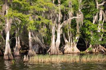 Cypress trees at Blue Cypress Lake in western Indian River County, Florida.