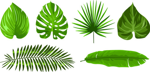 Set of  different tropical leaves. Floral vector illustration object. Design element for postcard, print, posters vintage