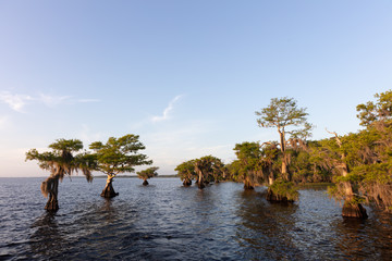Cypress trees at Blue Cypress Lake in western Indian River County, Florida.