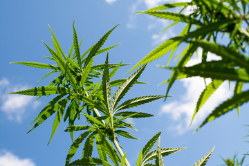 canabis on marijuana field ganja farm sativa leaf weed medical hemp hash plantation cannabis legal...