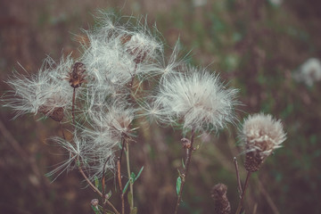 Flowers in the field in summer