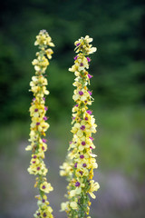 two Verbascum in selective focu 