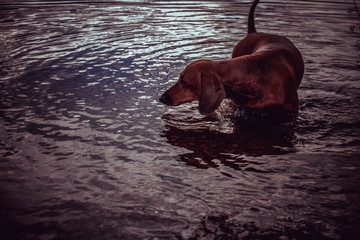 dachshund bathes in a river