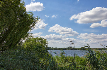 Sunny days, reed at the lake, Mecklenburg,