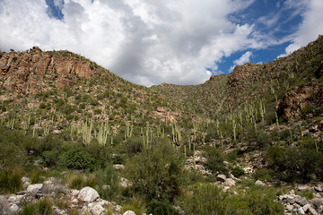 Fototapeta na wymiar Mountain Cactus Fields
