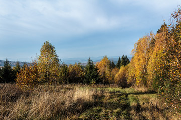 Fototapeta premium autumn forest