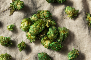 Raw Green Organic Fresh Beer Hops