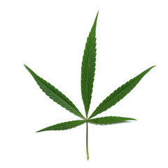 Green leaf of hemp, cannabis, marijuana. White background. Square frame. Symbol of legalization or plant of medical purpose.