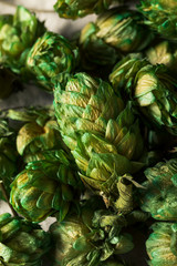 Fototapeta premium Raw Green Organic Fresh Beer Hops