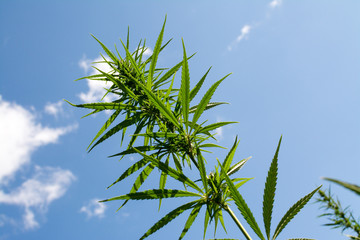canabis on marijuana field ganja farm sativa leaf weed medical hemp hash plantation cannabis legal...