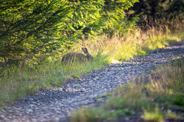 European hare look for grass near forest path