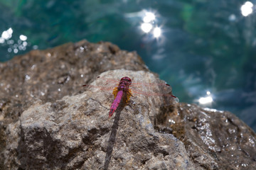 Red Dragonfly close up