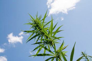 canabis on marijuana field ganja farm sativa leaf weed medical hemp hash plantation cannabis legal...