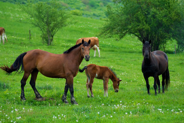Naklejka na ściany i meble Horse family on pasture in summer season. Family,horse,rural concept.