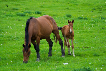 Baby horse and his mother, love mother son. The cute baby pony confidently turns to its mommy.