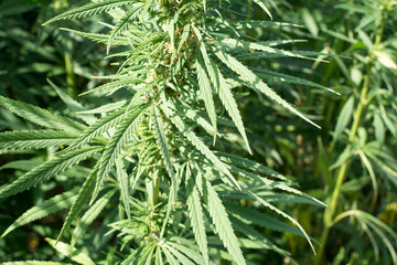 canabis on marijuana field ganja farm sativa leaf weed medical hemp hash plantation cannabis legal...