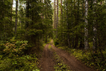 Obraz premium nature, garden