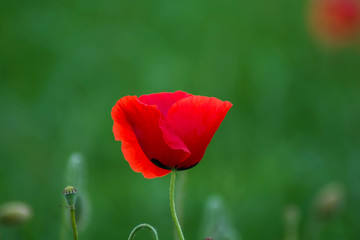 Red poppy on a natural green background. Beautiful, flora. Minimalist red concept. 