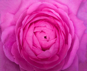 Pink Rose. Top view closeup photo image of single pink rose flower present a detail of flower petal pattern of a pink rose. Petal pattern background. Soft focus flower in wedding bouquet.