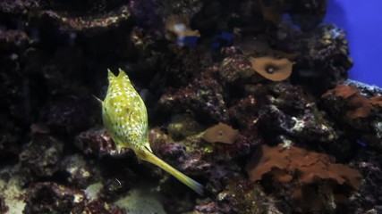 Yellow Angel Fish Pomacanthus annularis and Longhorn Cowfish Lactoria Cornuta underwater. The world under water, the ocean