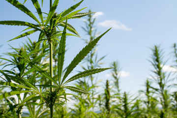 canabis on marijuana field ganja farm sativa leaf weed medical hemp hash plantation cannabis legal...