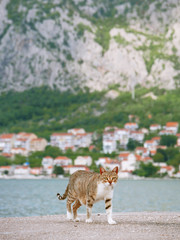 Cat walking by the sea and mountains