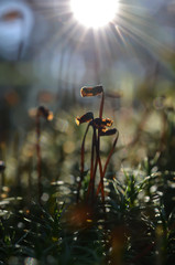Some moss in the forest in summer