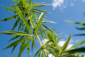 canabis on marijuana field ganja farm sativa leaf weed medical hemp hash plantation cannabis legal...