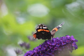 Red admiral butterfly sitting on purple lilac